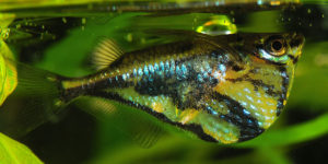 ikan hias air tawar mengkilap marbled-hatchetfish
