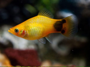 ikan hias lucu mickey mouse