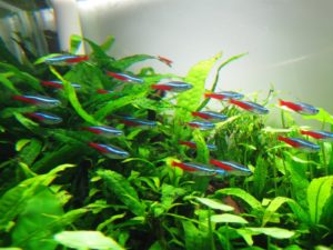 ikan hias cantik neon tetra warna biru merah