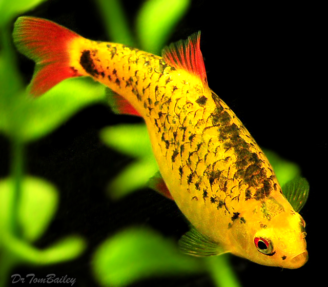 ikan hias air tawar warna emas neon gold