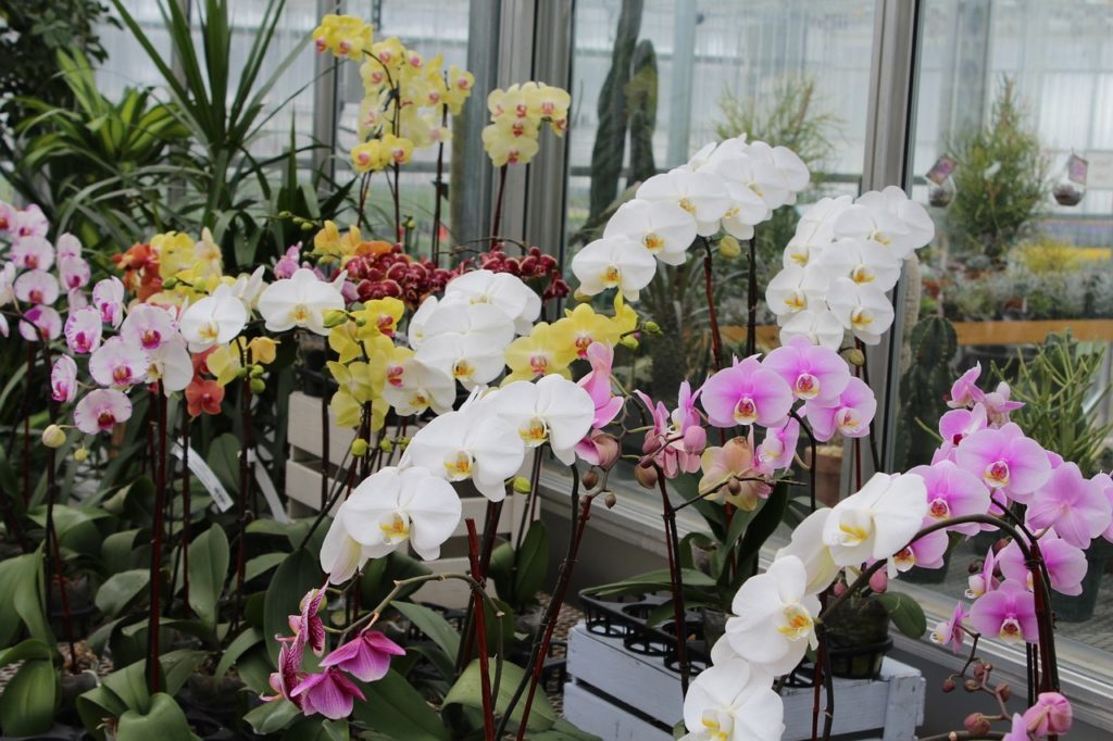 aneka jenis tanaman indoor