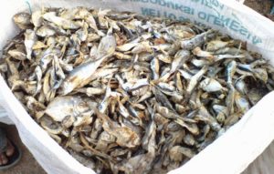 Pakan Ternak Bebek Petelur Ikan Rucah