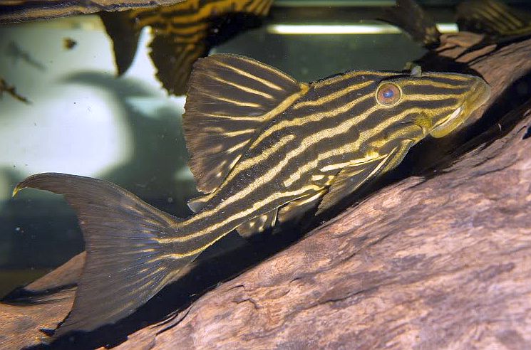 ikan hias air tawar panaque