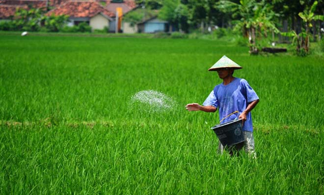 petani sedang memupuk tanaman