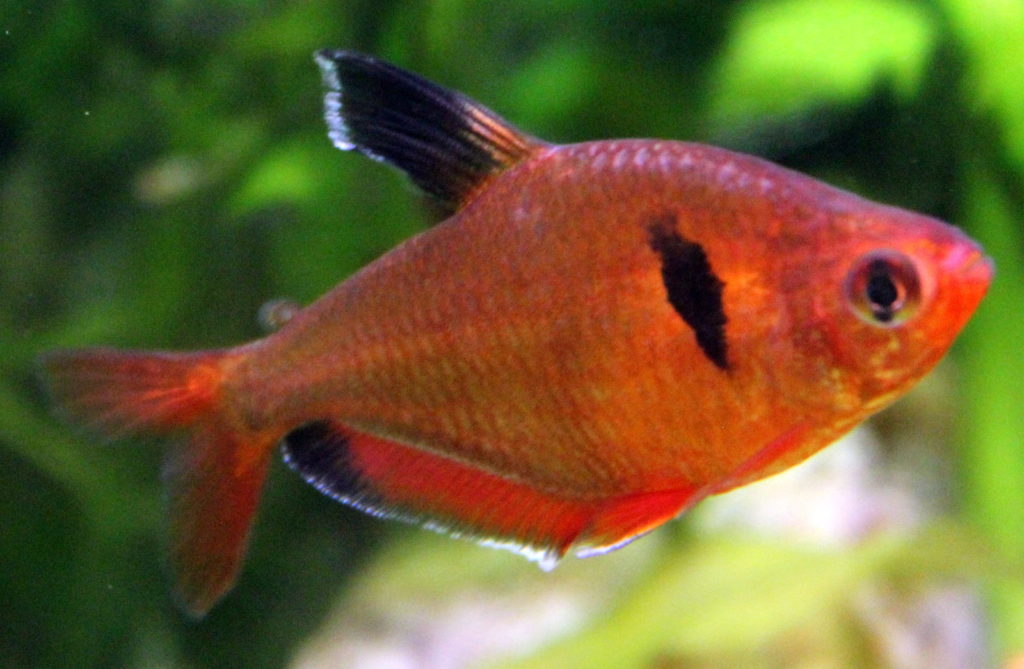  Jenis Ikan Hias Air Tawar Aquarium Ikan red phantom tetra Ganas