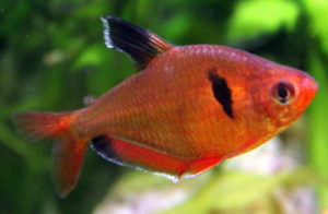 ikan hias air tawar red phantom tetra