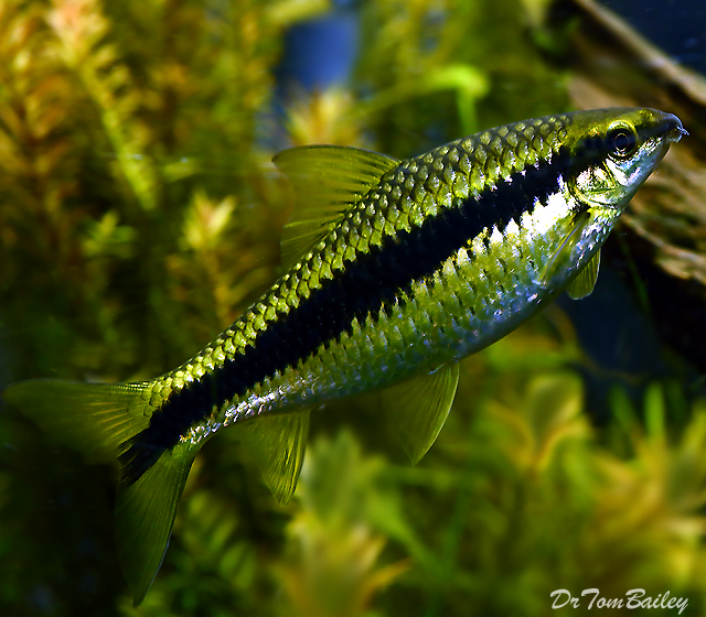 ikan hias air tawar siamese algae cantik