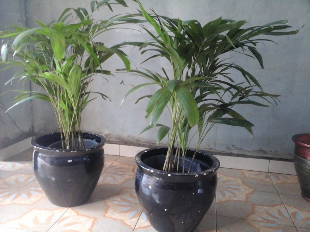 aneka jenis tanaman indoor pengusir nyamuk