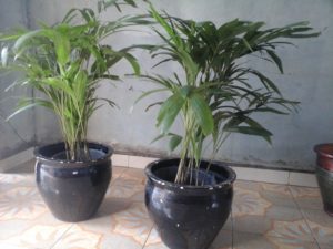 aneka jenis tanaman indoor