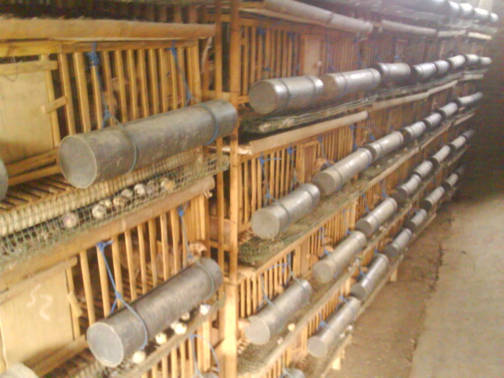 Memiliki Persiapan Alat Pakan Untuk Kandang Ternak Bebek Petelur Memiliki Persiapan Alat Pakan Untuk Ternak Bebek Petelur