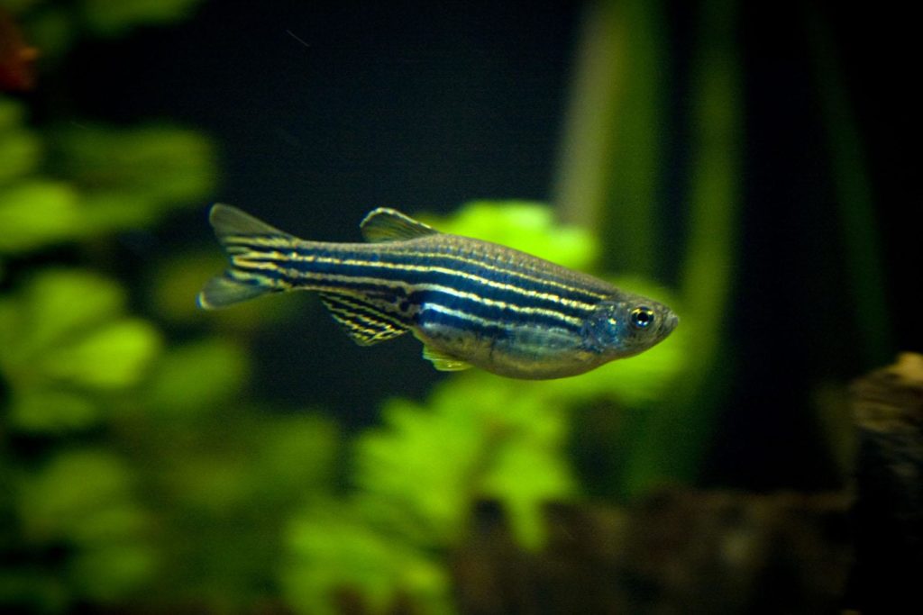 ikan hias air tawar zebra_danio indah