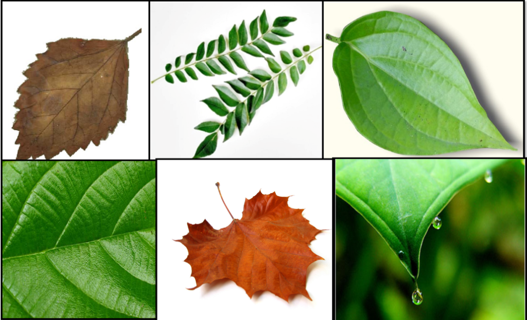Jenis-jenis Daun Tumbuhan: Berbagai Macam Bentuk Daun Jenis-jenis Daun Tumbuhan: Berbagai Macam Jenis Daun