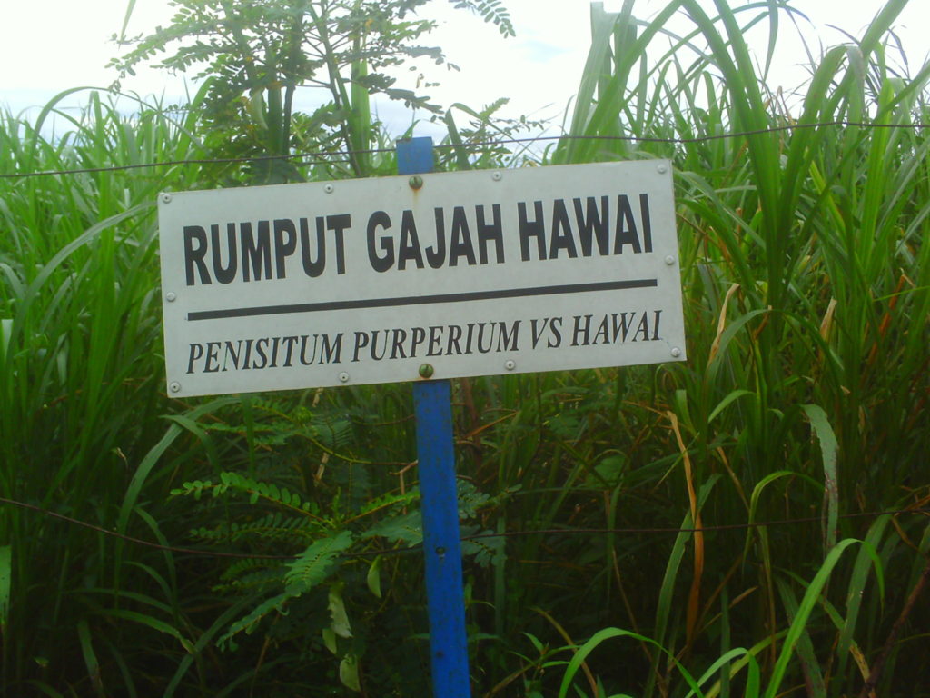 Rumput Gajah Hawai Salah Satu Pakan Ternak Sapi  jenis pakan ternak sapi rumput gajah hawai
