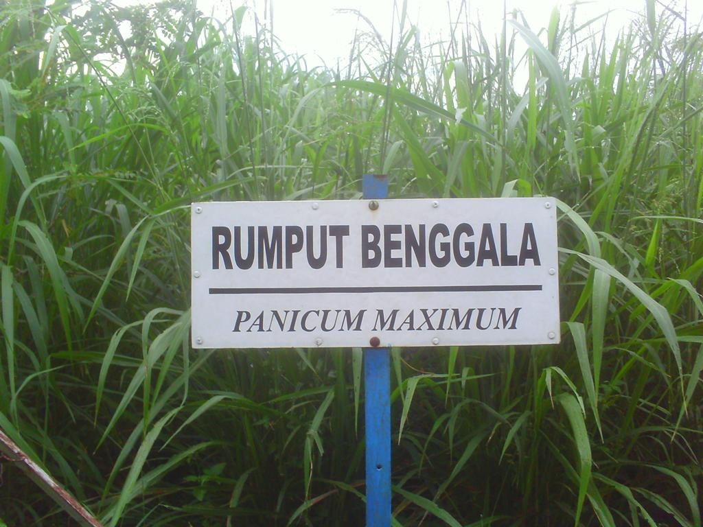 Rumput Benggala Sebagai Pakan Ternak Sapi yang Utama pakan sapi ternak rumput benggala