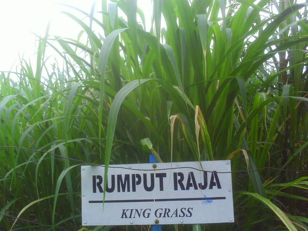 Pakan Ternak Sapi Jenis Rumput Raja jenis pakan ternak sapi rumput raja atau king grass