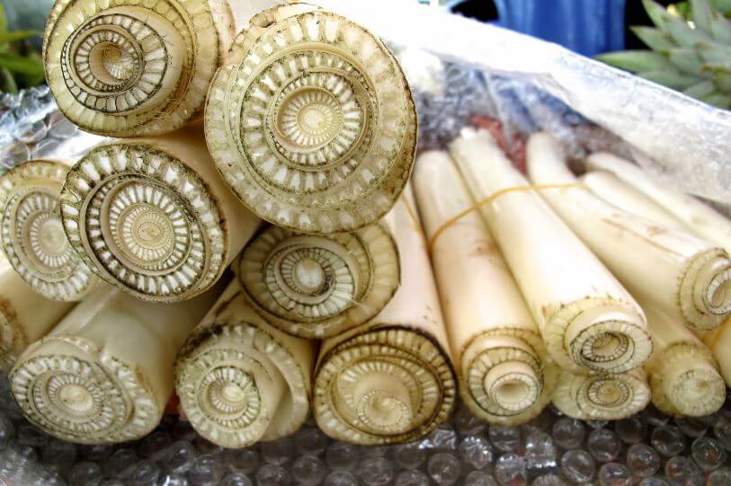 bahan fermentasi pakan Kambing dari gedebok