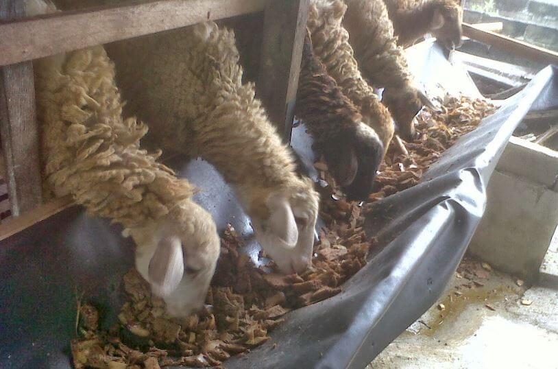 cara memberikan fermentasi pakan Kambing