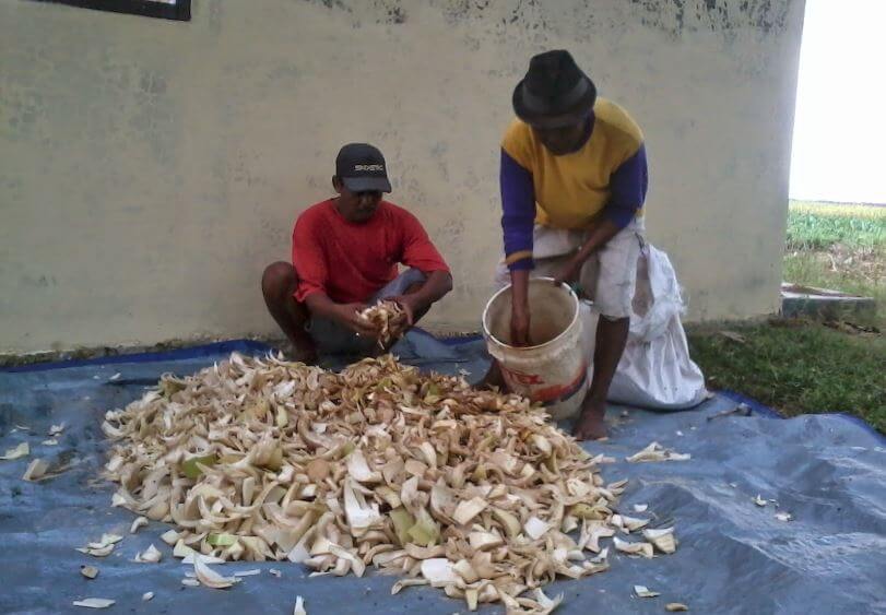 cara membuat fermentasi pakan Kambing setelah penggaraman atau tambahan gula