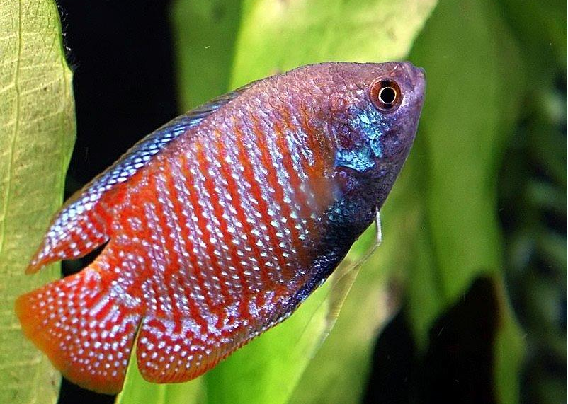 Jenis Ikan Hias Aquascape Air Tawar Termahal Dwarf Gourami