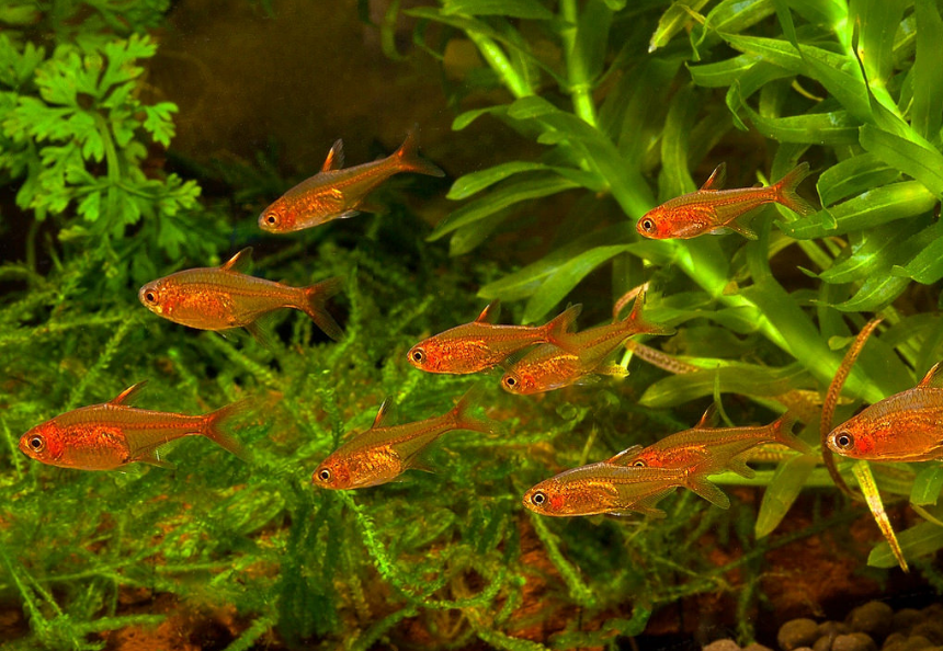 Jenis Ikan Hias Aquascape Air Tawar Termahal Ember Tetra