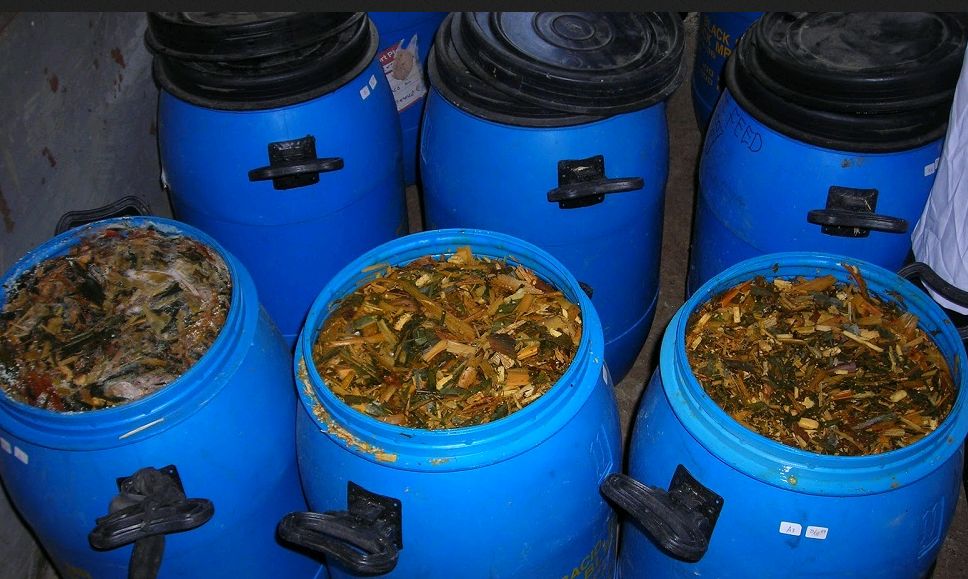 cara membuat fermentasi pakan kambing ternak dari gedebog