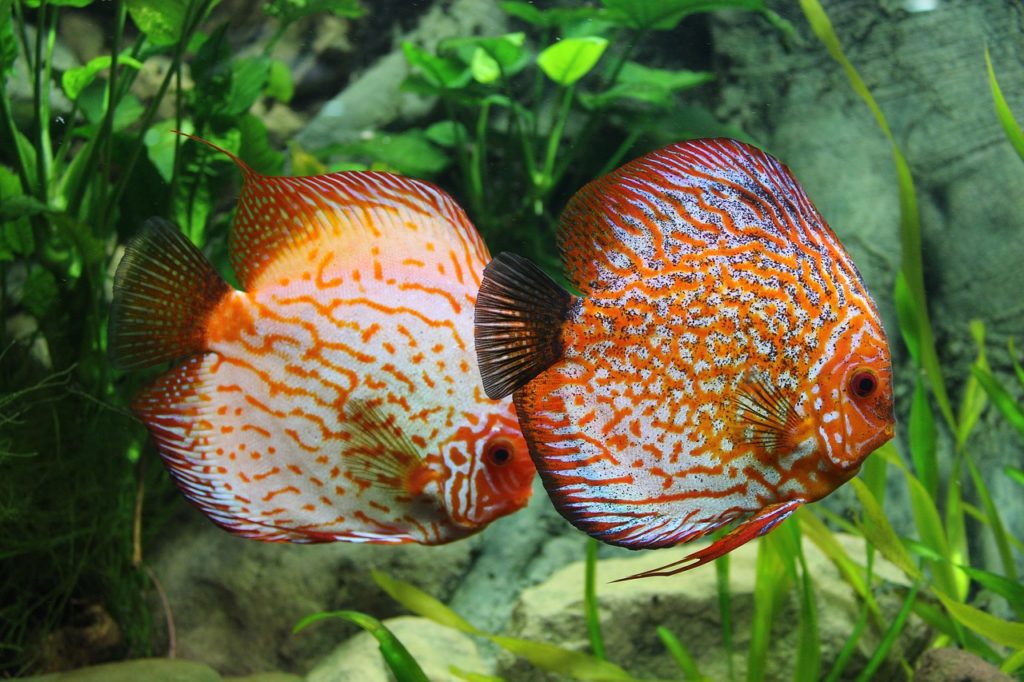 Jenis Ikan Hias Aquascape Air Tawar Termahal Discus