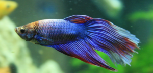 ikan hias aquascape air tawar