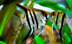 ikan hias air tawar aquascape manfish