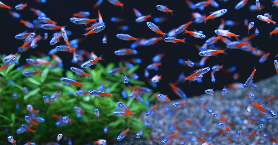 Jenis Ikan Hias Aquascape Air Tawar Termahal Neon Tetra
