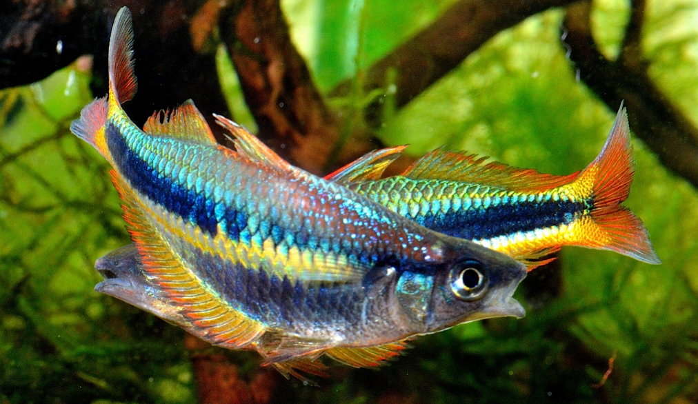 Jenis Ikan Hias Aquascape Air Tawar Termahal Rainbow