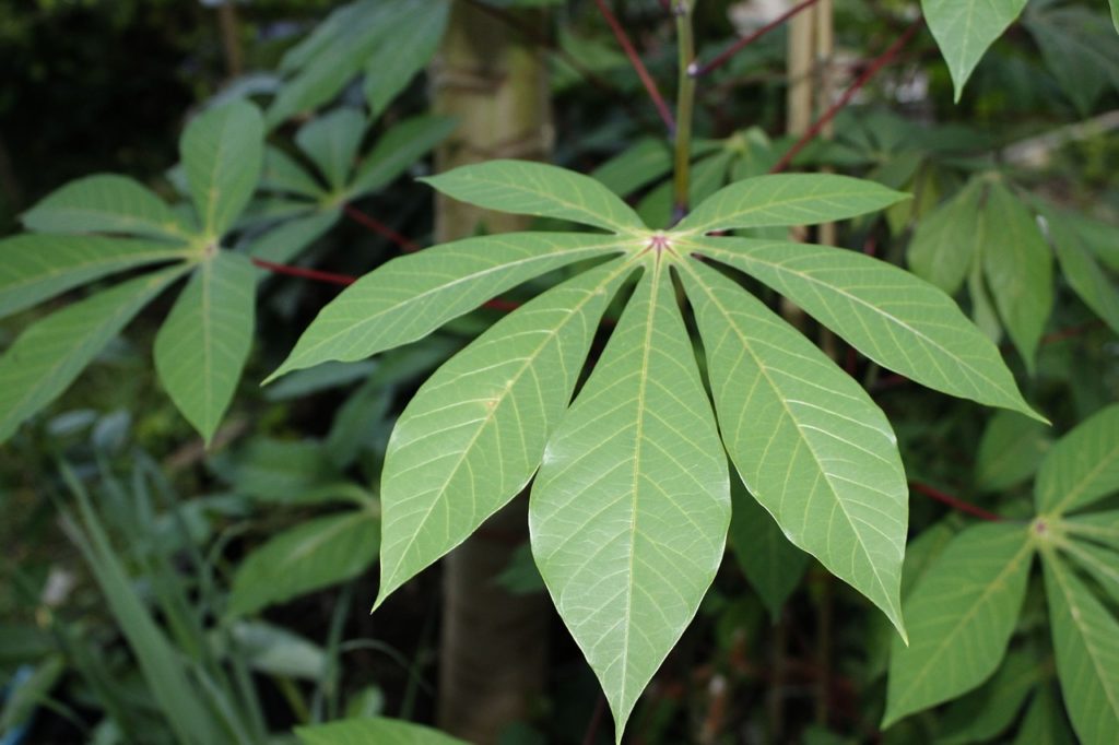 Jenis-jenis Daun: Contoh Daun Menjari Daun Singkong