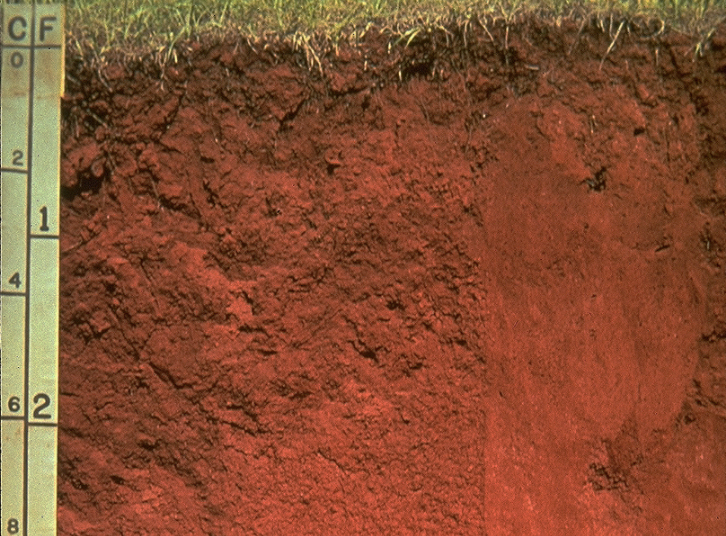 jenis tanah entisol di indonesia dan persebarannya