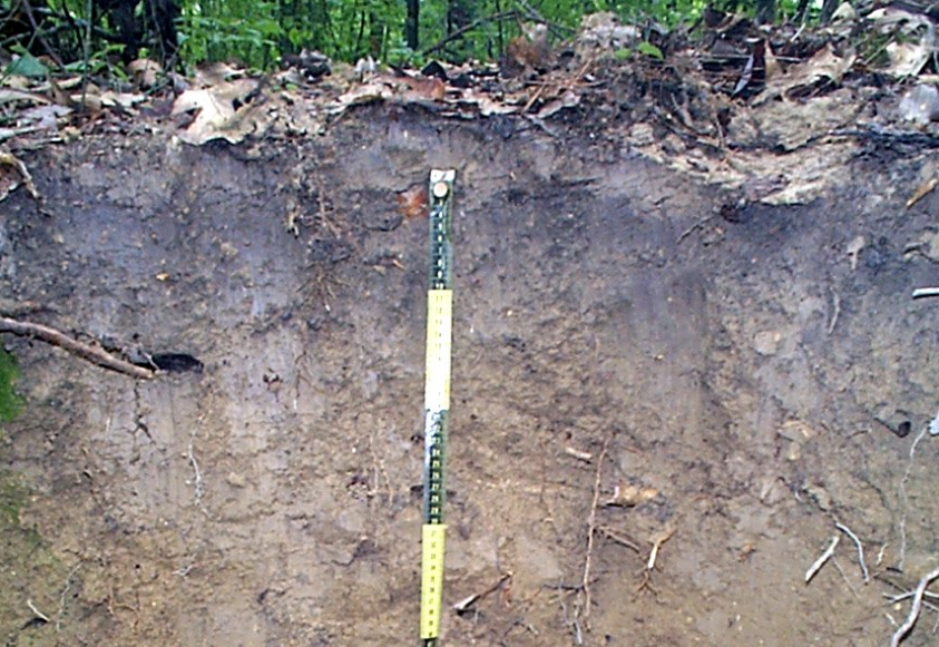 penjelasan jenis tanah inseptisol di indonesia