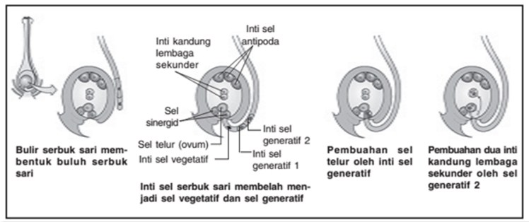 Proses Pembuahan Ganda Pada Angispermae Masbidin Net