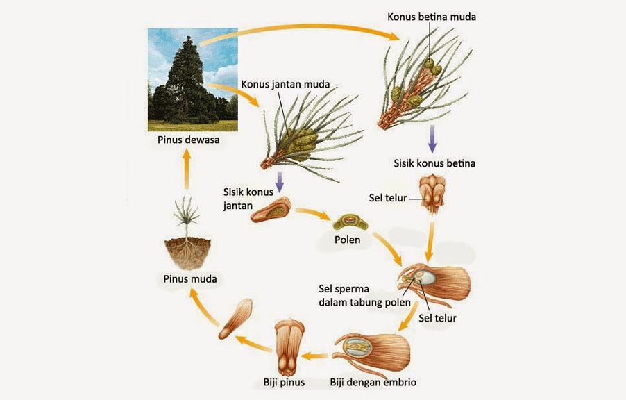 proses pembuahan tunggal pada gymnospermae