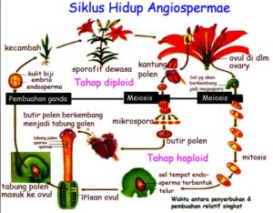 skema-pembuahan-ganda-pada-angiospermaedan-proses-terjadinya
