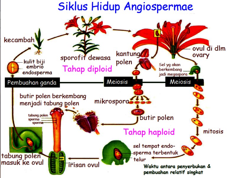 Proses Pembuahan Ganda pada Angiospermae dan Penjelasan Secara Singkat