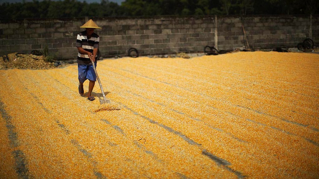 Jual Jagung  pipil  untuk pakan ternak masbidin net