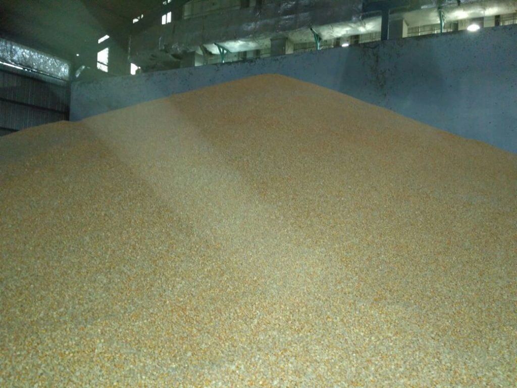 Lokasi Jual Jagung Pipil