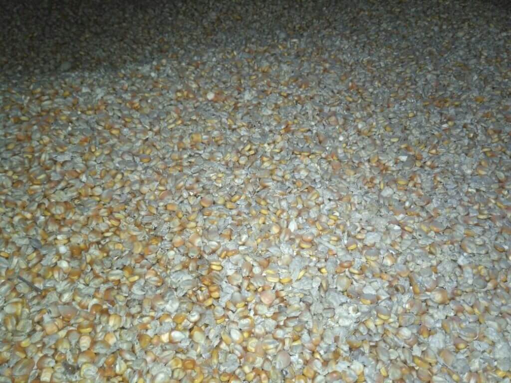 Tempat Jual Jagung Pipil