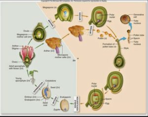 siklus kebhidupan angiospermae