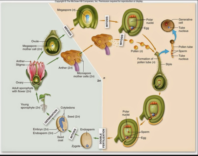 Perbedaan Gymnospermae dan Angiospermae: Pengertian Angiospermae perbedaan gymnospermae dan angiospermae: siklus kebhidupan angiospermae