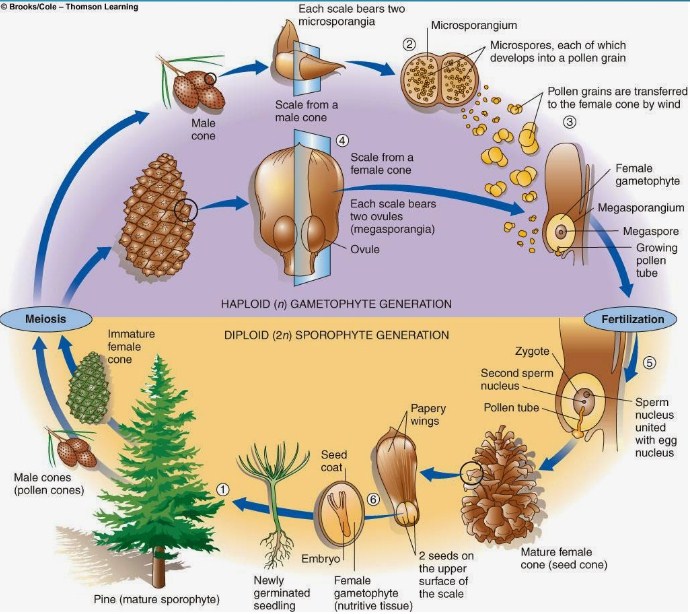 Perbedaan Gymnospermae dan Angiospermae Beserta Contohnya