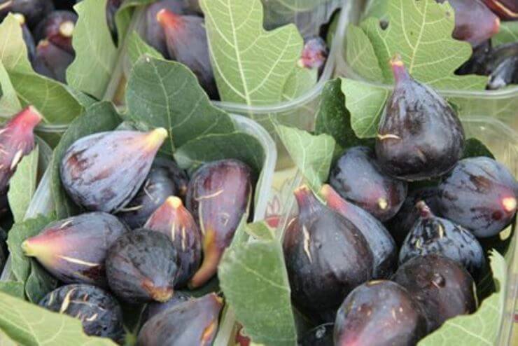 Manfaat Daun Tin dan Buahnya bagi kesehatan